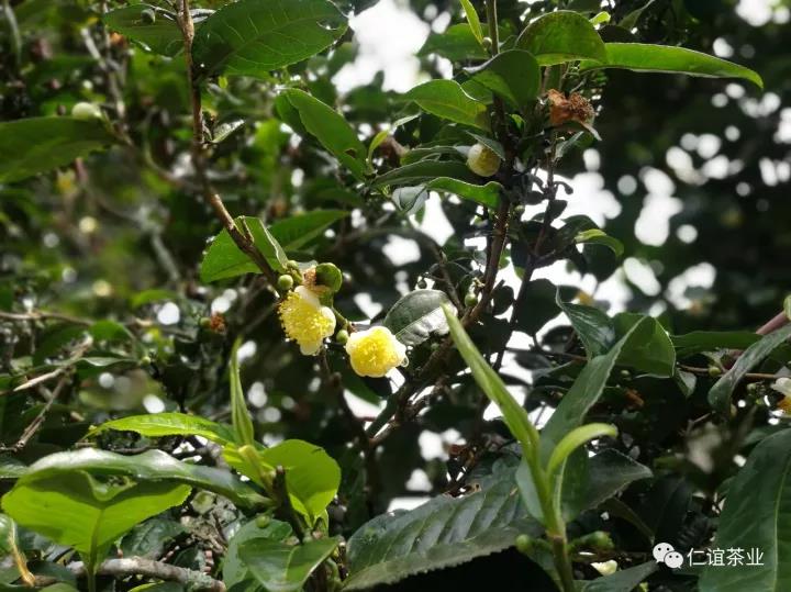 秋天里的春天，仁谊古茶春秋配..属于你我的情怀